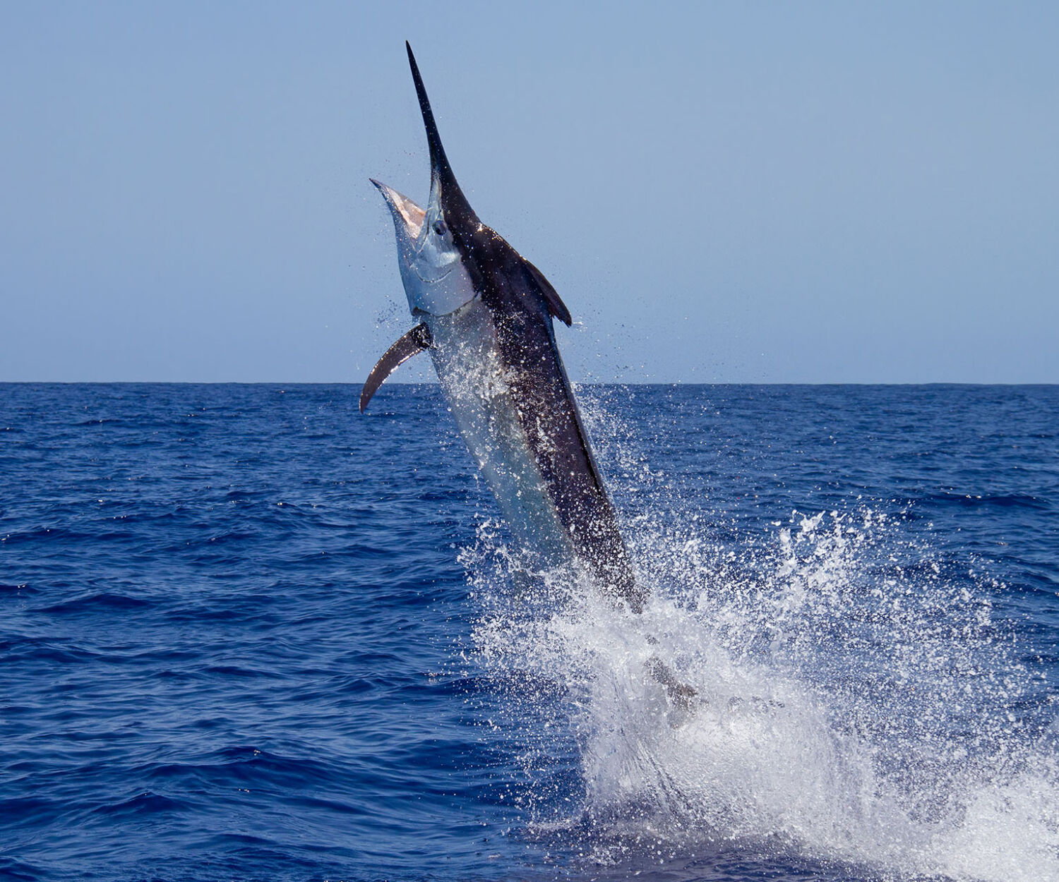 Marlin jumping out of the water